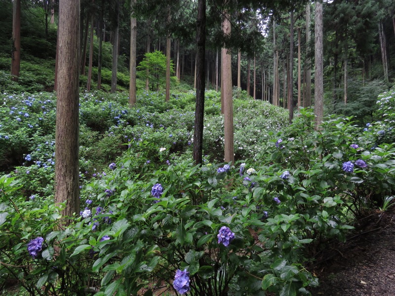 南沢あじさい山