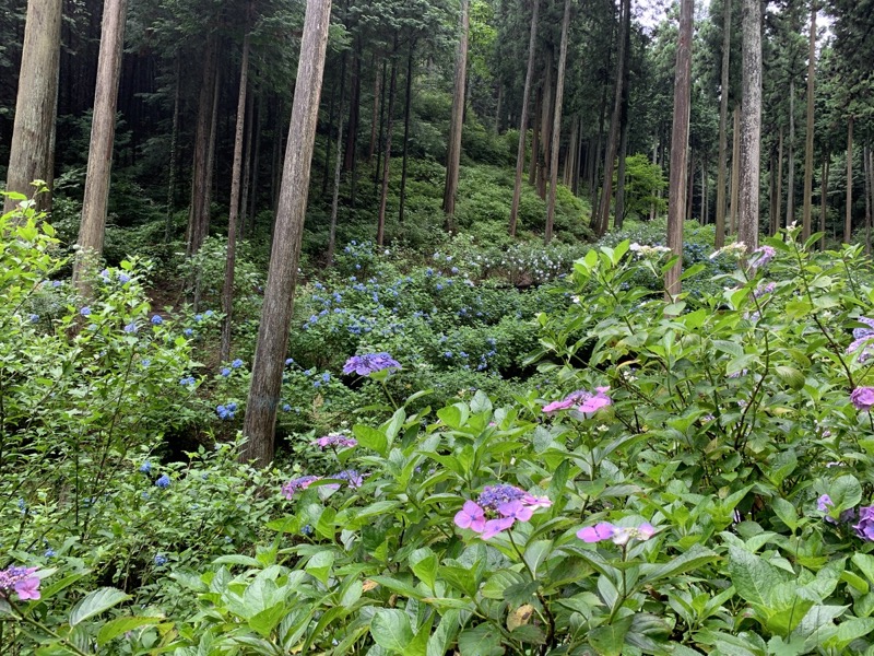 南沢あじさい山