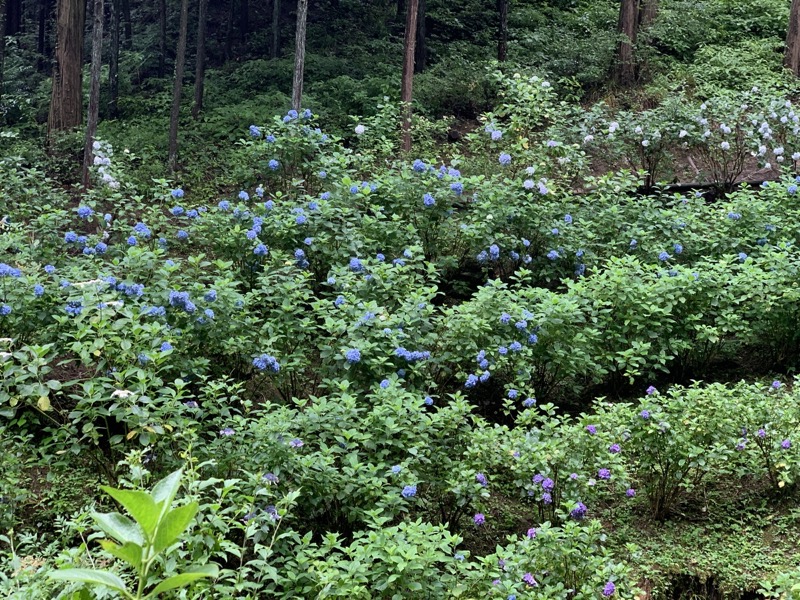 南沢あじさい山