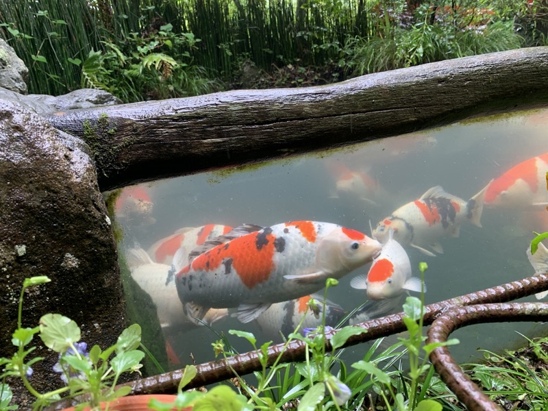 南沢あじさい山