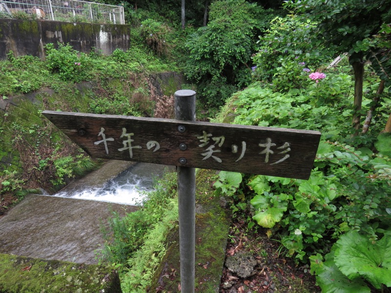 南沢あじさい山