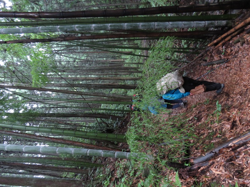 南沢あじさい山