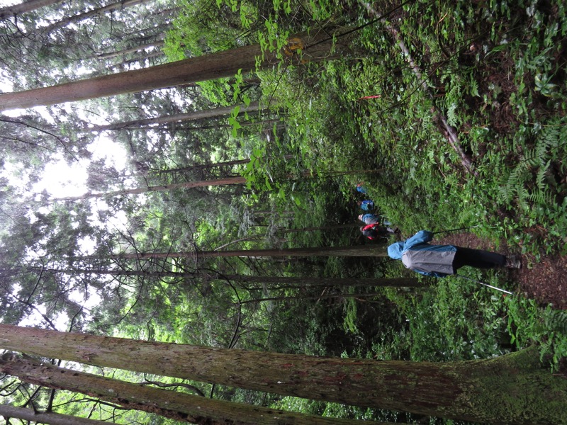 南沢あじさい山