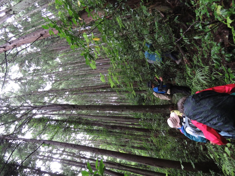 南沢あじさい山