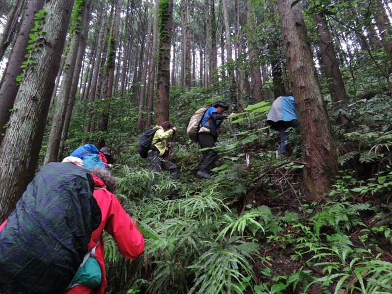 南沢あじさい山