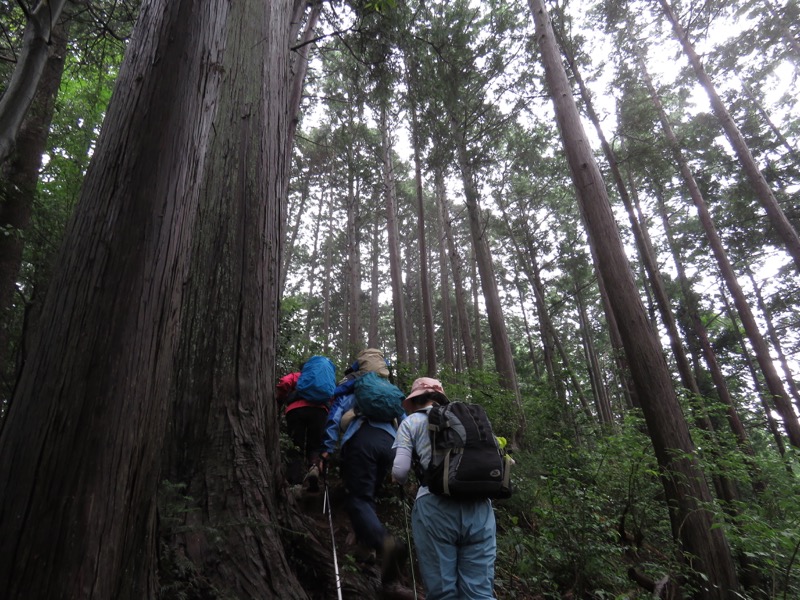 南沢あじさい山