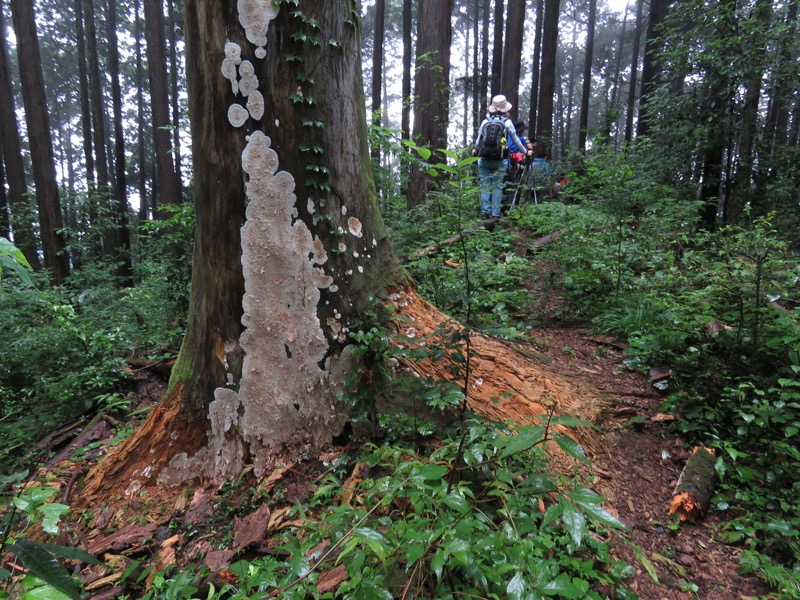 南沢あじさい山