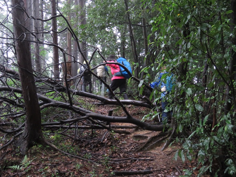 南沢あじさい山