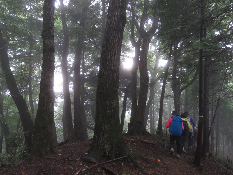 南沢あじさい山