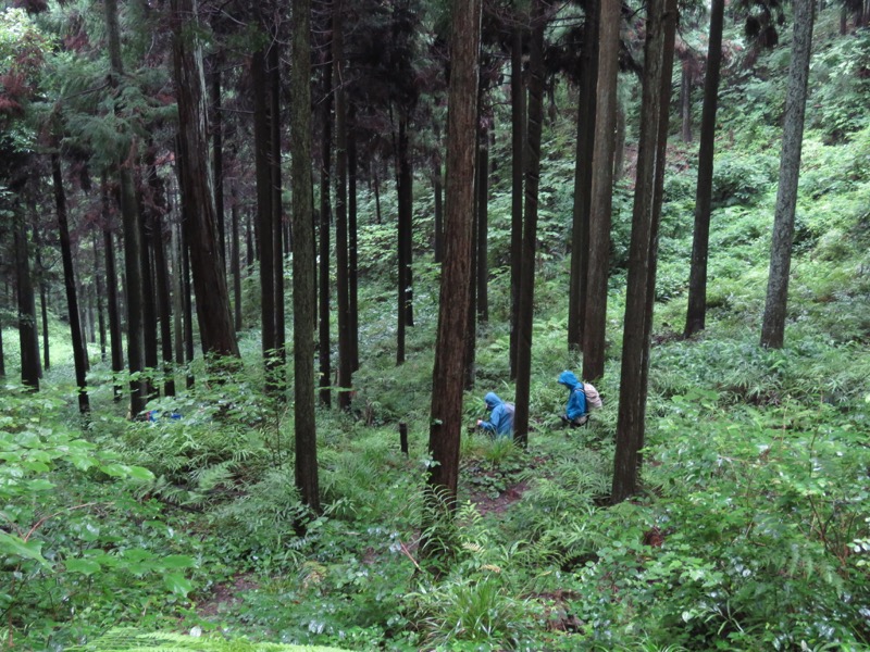 南沢あじさい山