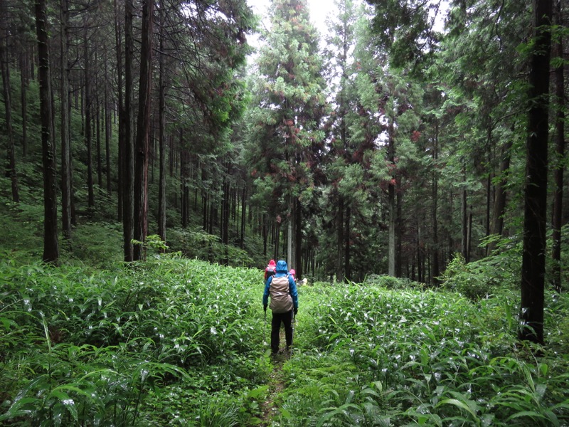 南沢あじさい山