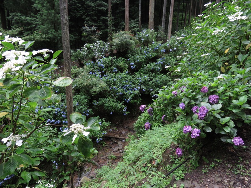 あきる野市南沢あじさい山