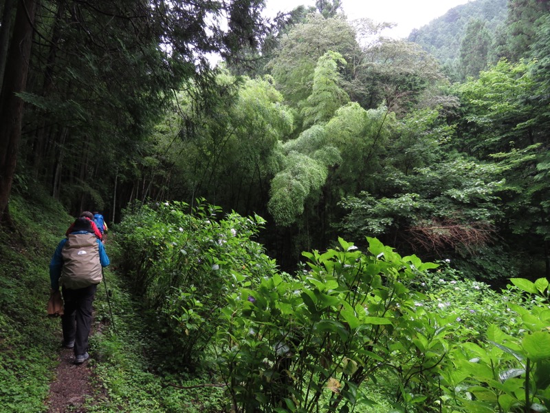 あきる野市深沢山,千年の契り杉