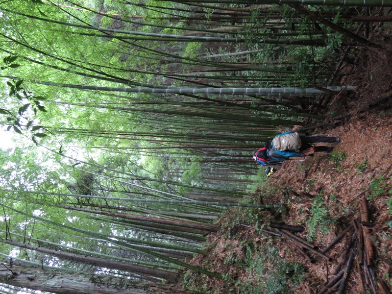 あきる野市深沢山,千年の契り杉