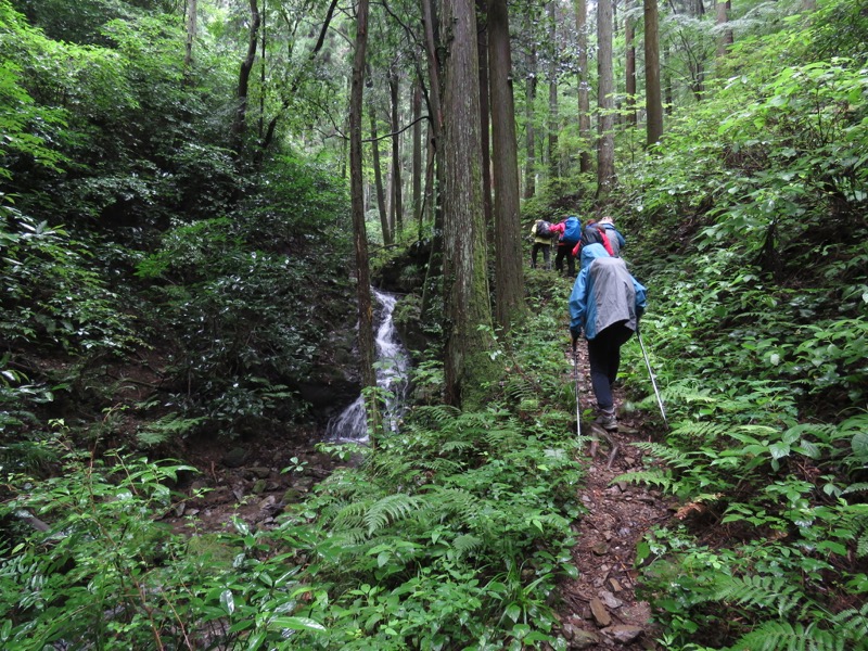 あきる野市深沢山,千年の契り杉