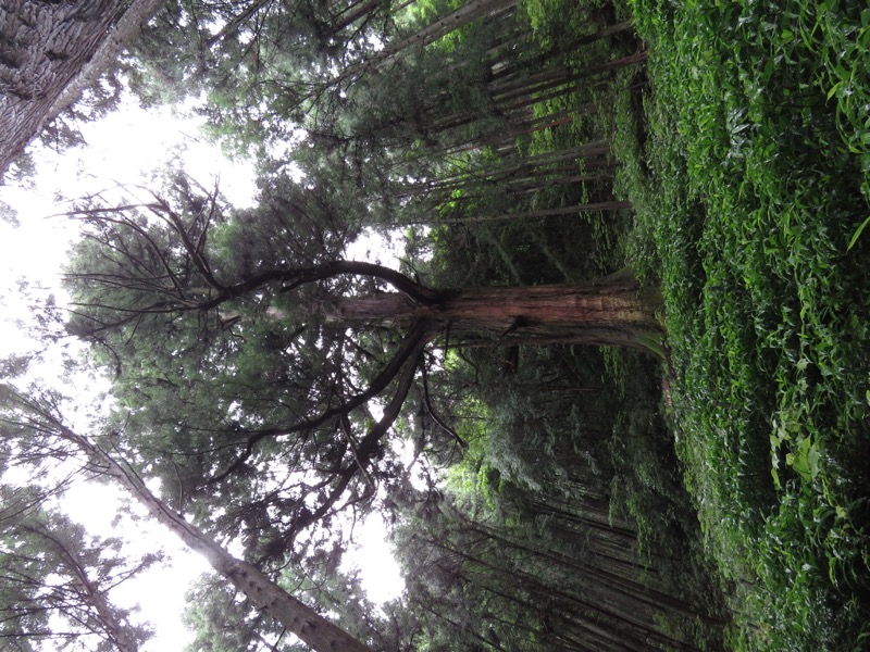 あきる野市深沢山,千年の契り杉