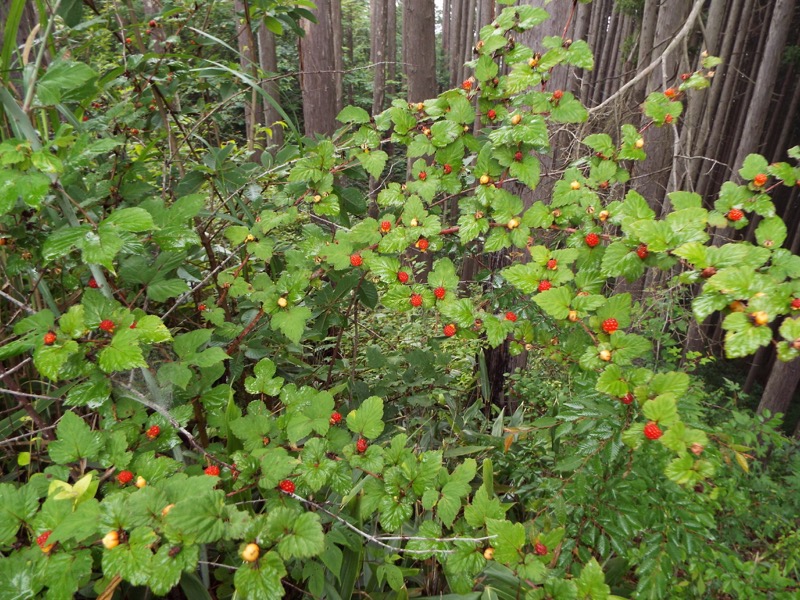 戸倉三山、ニガイチゴ