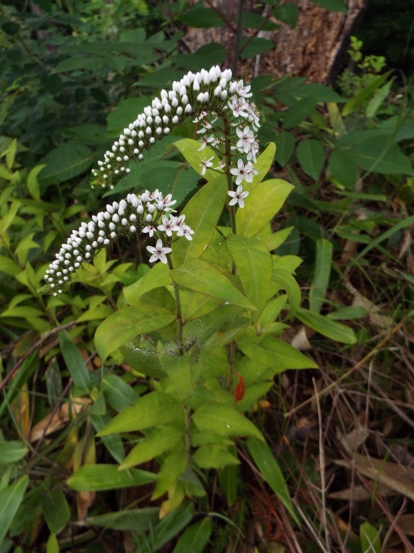 戸倉三山、オカトラノオ