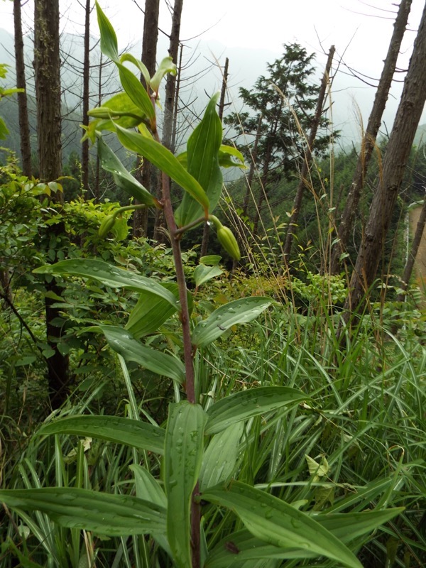 戸倉三山、ヤマユリ?