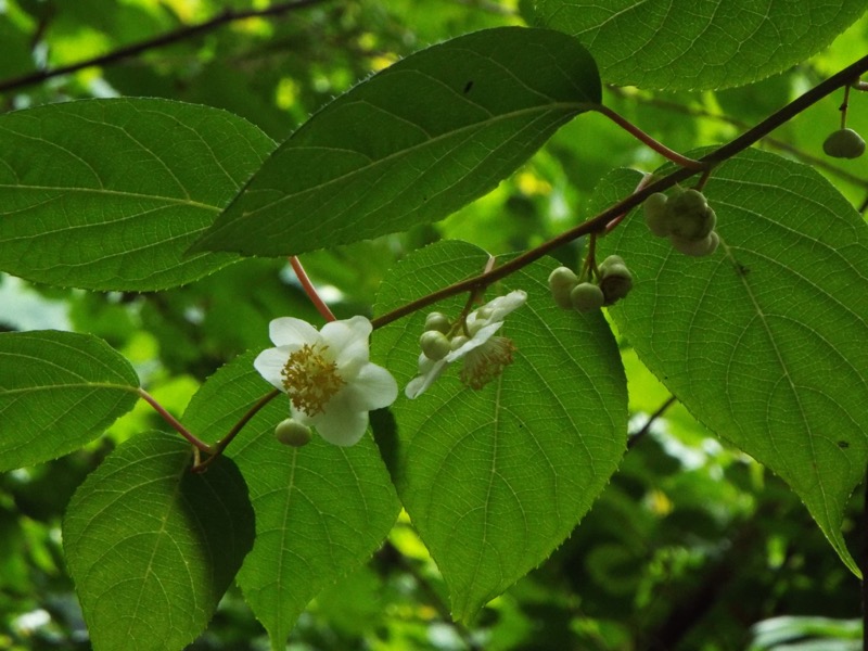 戸倉三山、マタタビ
