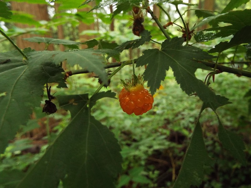 戸倉三山、モミジイチゴ