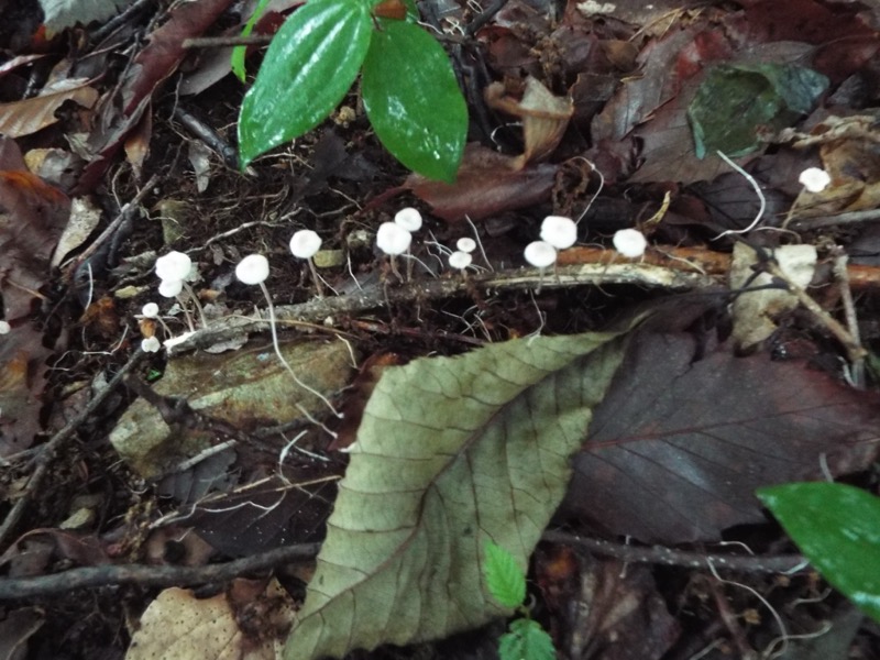 戸倉三山、キノコ