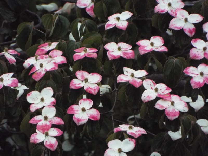 戸倉三山、ハナミズキ?