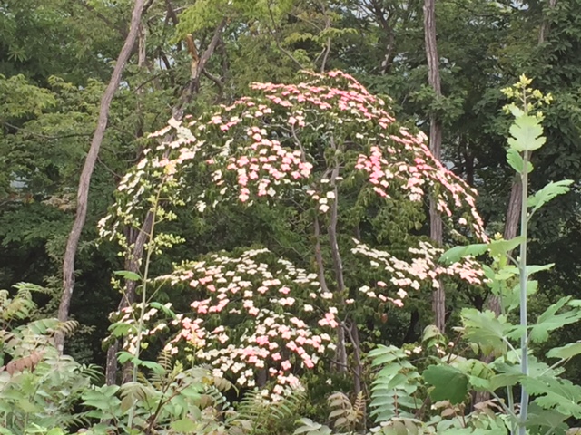 戸倉三山、ハナミズキ?