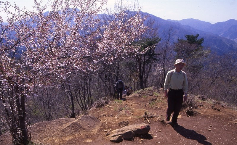 高川山