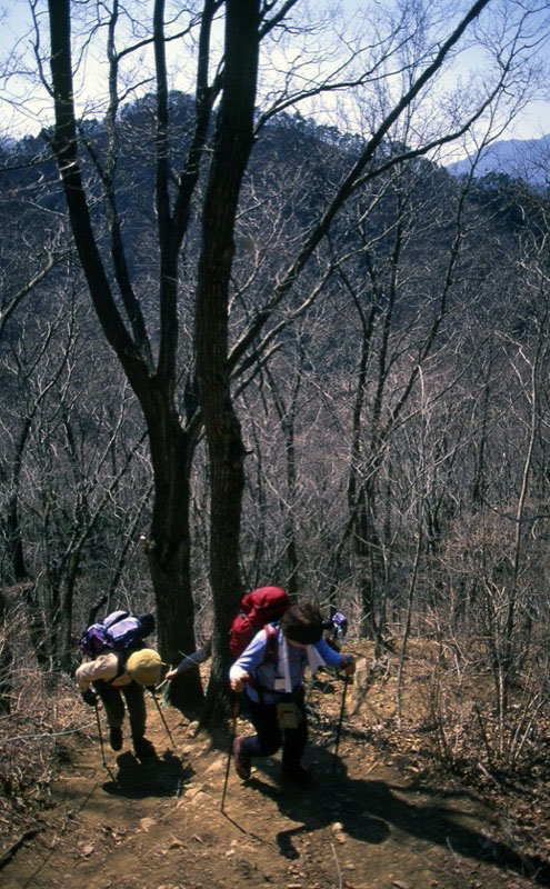 高川山