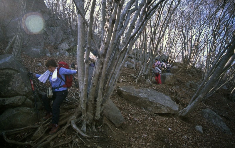 高川山