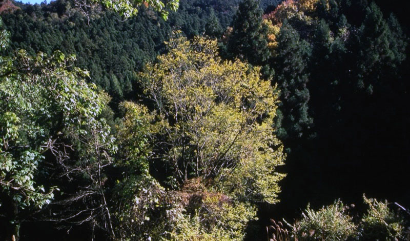 桜山、冬桜、モミジ、サザンカ、ツバキ