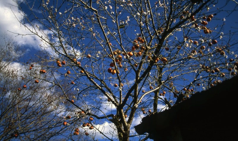 桜山、冬桜、モミジ、サザンカ、ツバキ