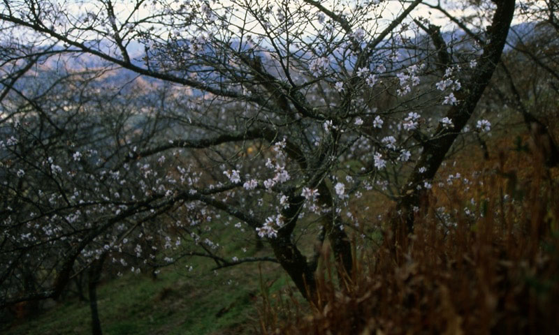 桜山、冬桜、モミジ、サザンカ、ツバキ