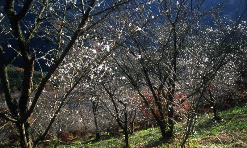 桜山、冬桜、モミジ、サザンカ、ツバキ