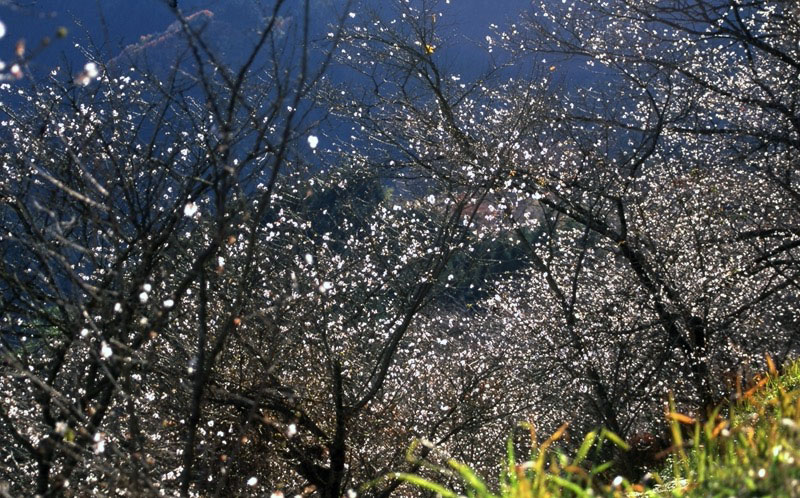 桜山、冬桜、モミジ、サザンカ、ツバキ