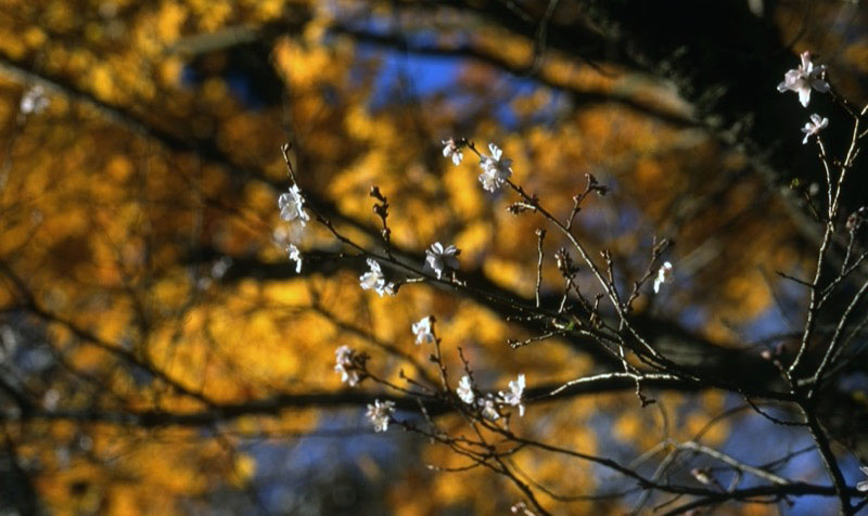 桜山、冬桜、モミジ、サザンカ、ツバキ