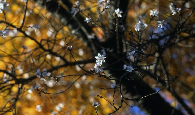 桜山、冬桜、モミジ、サザンカ、ツバキ