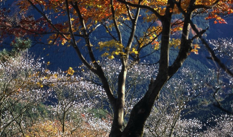 桜山、冬桜、モミジ、サザンカ、ツバキ