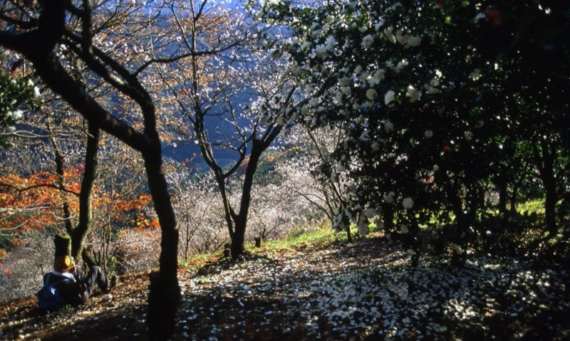 桜山、冬桜、モミジ、サザンカ、ツバキ