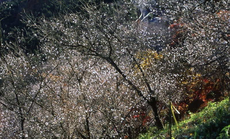 桜山、冬桜、モミジ、サザンカ、ツバキ