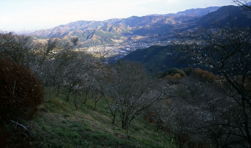 桜山、冬桜、モミジ、サザンカ、ツバキ