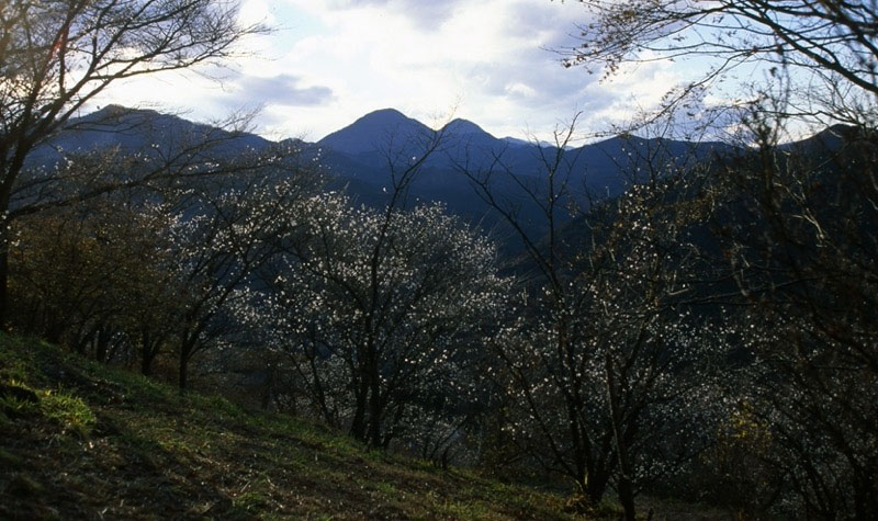 桜山、冬桜、モミジ、サザンカ、ツバキ