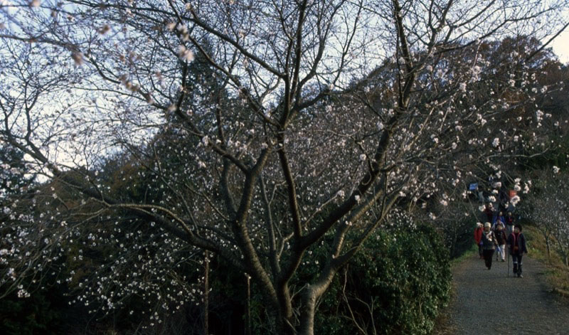 桜山、冬桜、モミジ、サザンカ、ツバキ