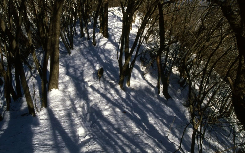 高川山