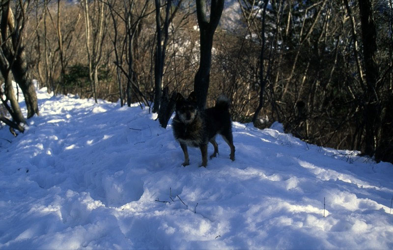 高川山