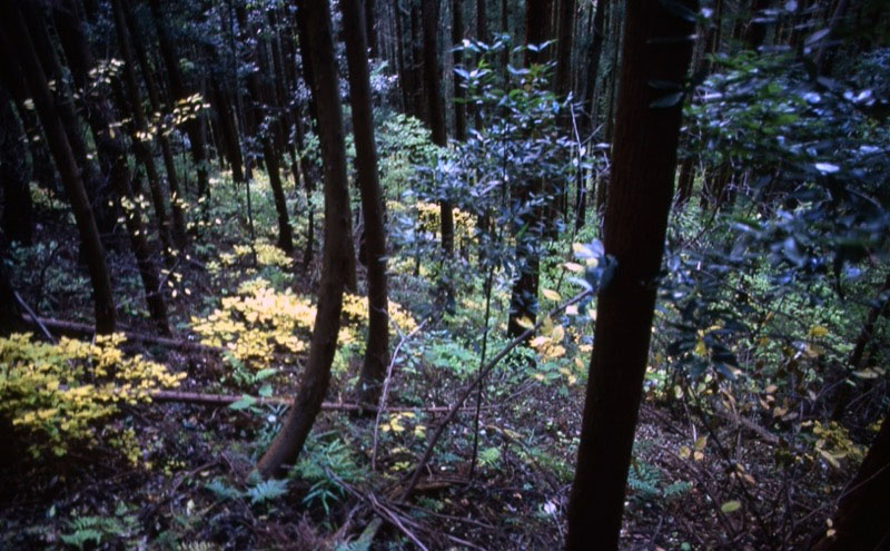 桜山、冬桜、モミジ、サザンカ、ツバキ