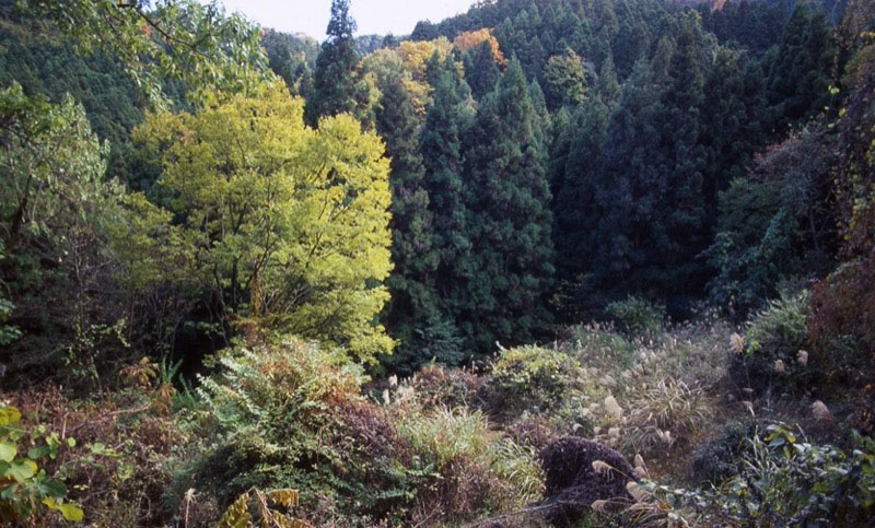 桜山、冬桜、モミジ、サザンカ、ツバキ