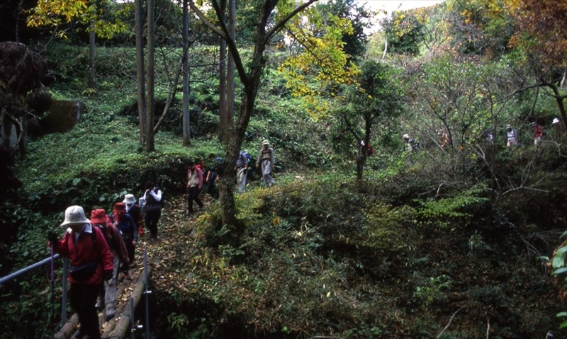 桜山、冬桜、モミジ、サザンカ、ツバキ