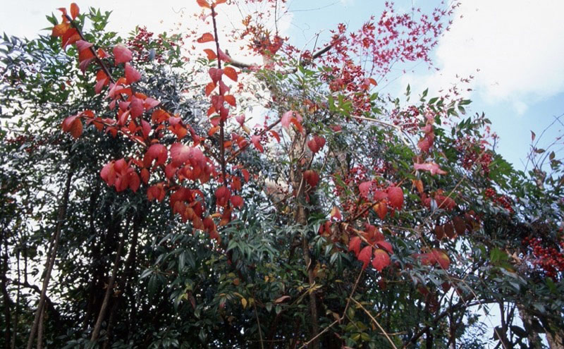 桜山、冬桜、モミジ、サザンカ、ツバキ